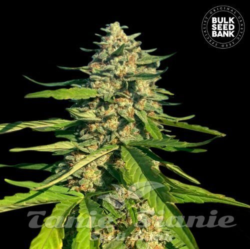 Nasiona Marihuany CBG Critical Mass - BULK SEED BANK