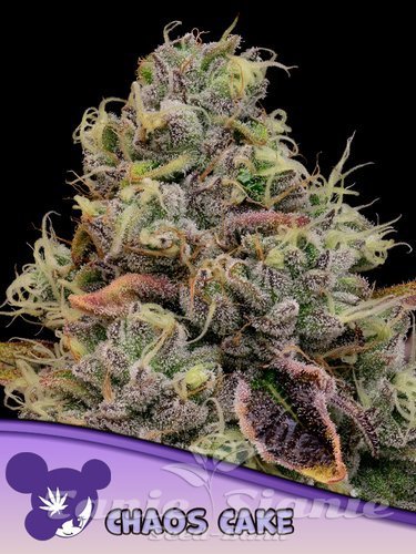 Nasiona Marihuany Chaos Cake - ANESIA SEEDS