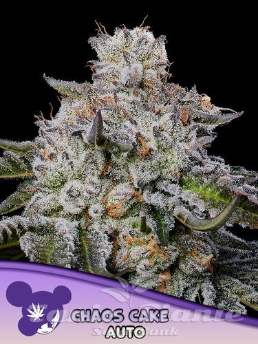 Nasiona Marihuany Chaos Cake Auto - ANESIA SEEDS