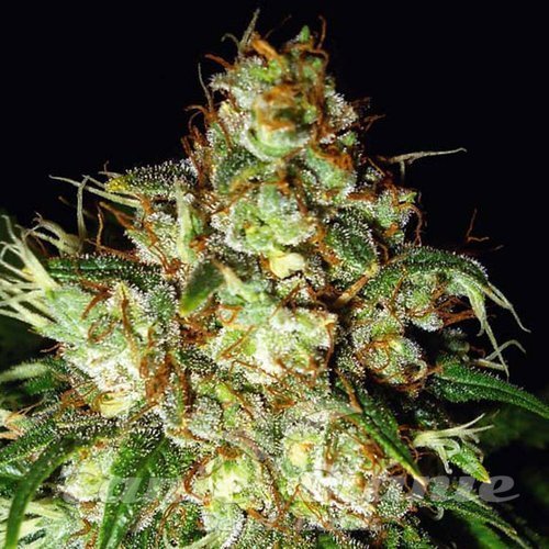 Cheese Auto