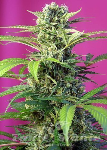 Nasiona Marihuany Chem Beyond Diesel CBD - SWEET SEEDS