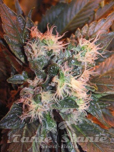 Nasiona Marihuany Chem Valley Kush - THE CALI CONNECTION