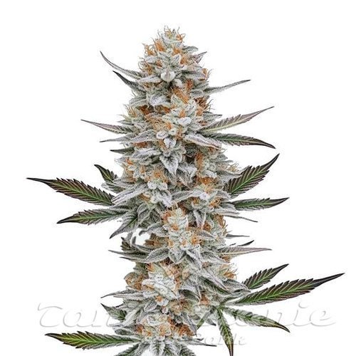Chemdog #4 - BLIMBURN SEEDS