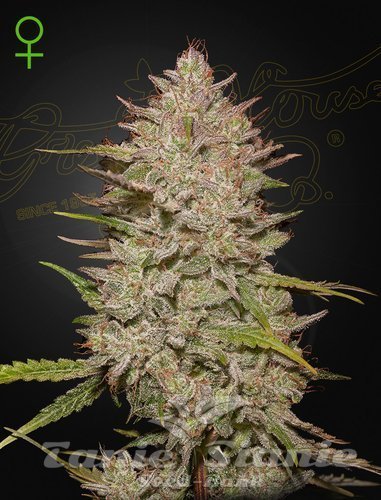 Nasiona Marihuany Chemical Candy Auto - GREEN HOUSE SEEDS