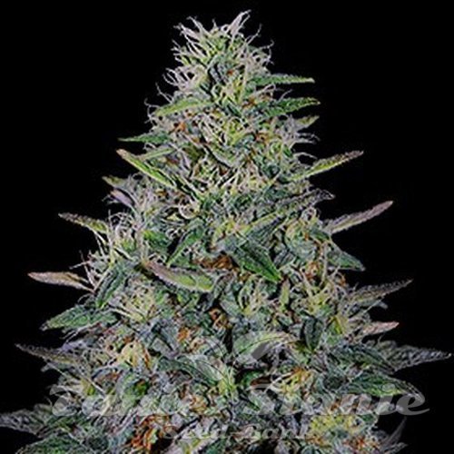 Nasiona Marihuany Cherry Pavlova - G13 LABS
