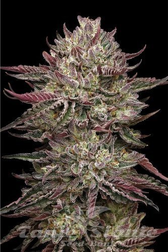 Chicken n' Wafflez - HUMBOLDT SEED COMPANY