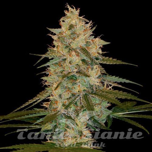 Nasiona Marihuany Chocolope Kush - DNA GENETICS