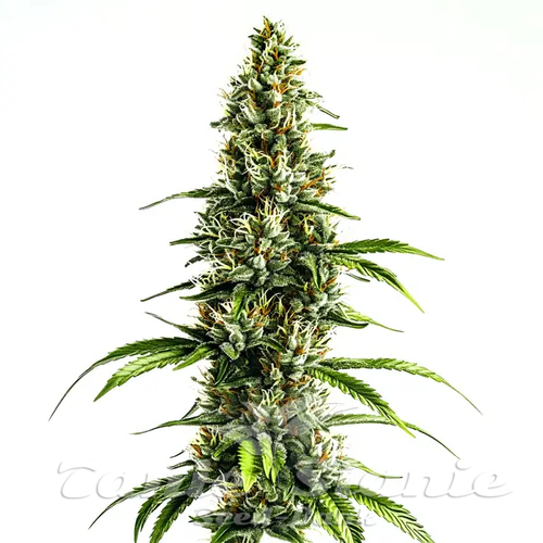 Chocolopez - BLIMBURN SEEDS