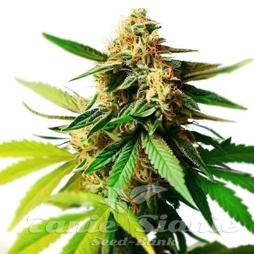 Citronella Sunrize Auto