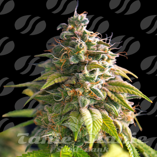 Nasiona Marihuany Citrus Slurp - ORIGINAL SENSIBLE SEEDS
