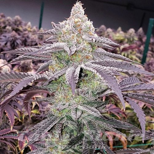 Colin OG RBX - ETHOS GENETICS