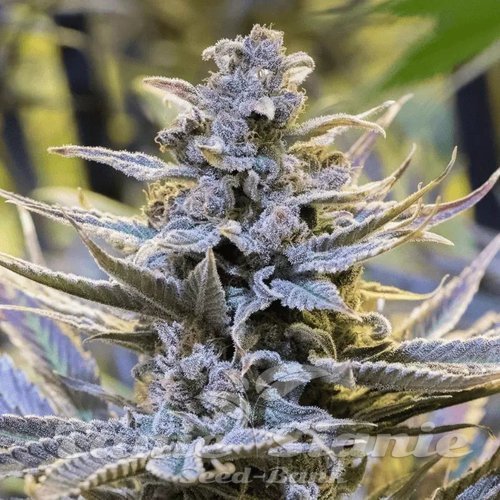 Cookielato - SILENT SEEDS