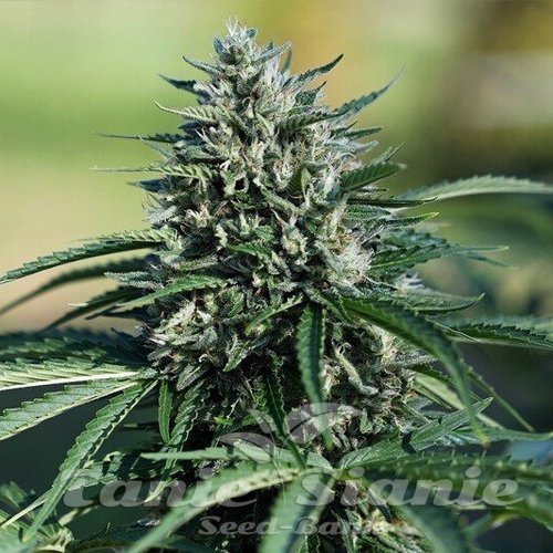 Cookies XL Auto