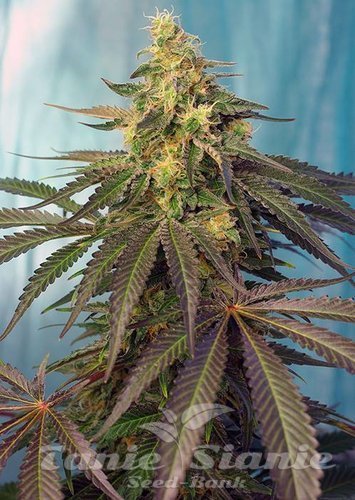 Nasiona Marihuany Cream Caramel CBD - SWEET SEEDS