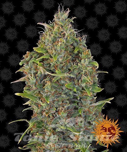 Nasiona Marihuany Critical Kush Auto - BARNEY’S FARM