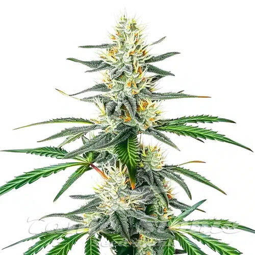 Dama Blanca - BLIMBURN SEEDS
