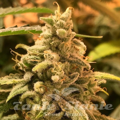 Nasiona Marihuany Deadcheese - R-KIEM SEEDS
