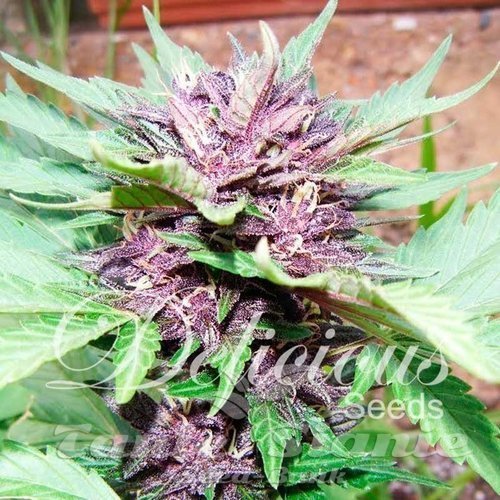 Nasiona Marihuany Auto Dark Purple - DELICOUS SEEDS