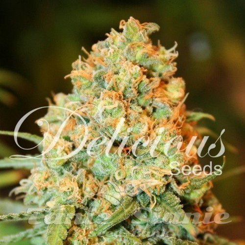 Nasiona Marihuany Critical Super Silver Haze - DELICOUS SEEDS