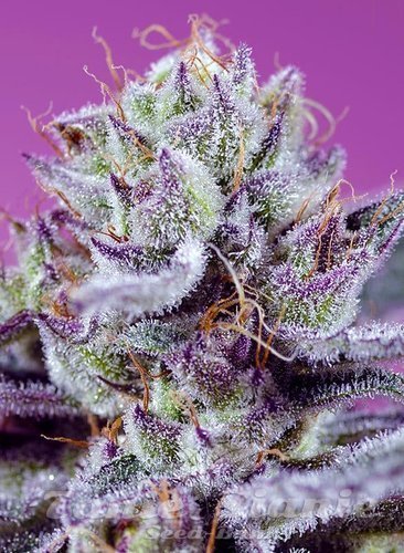 Nasiona Marihuany Diablo’s Delight XL Auto - SWEET SEEDS