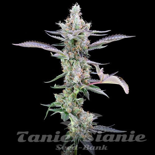 Dirty Money - COOKIES SEEDS