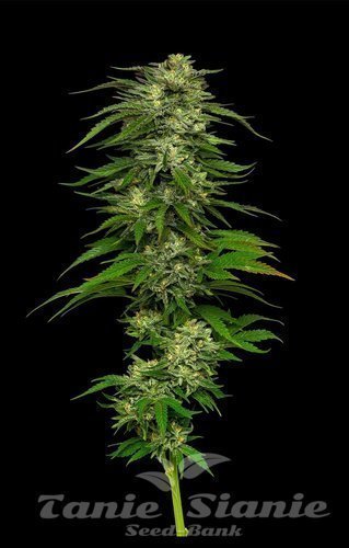 Dream Queen - HUMBOLDT SEED COMPANY