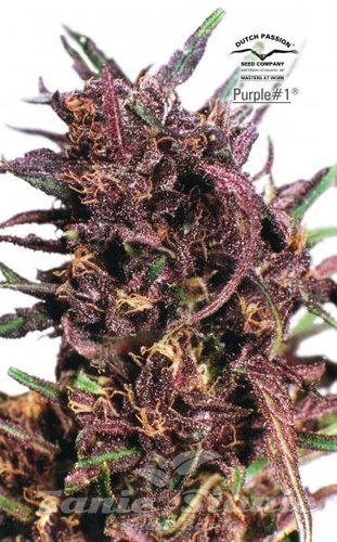 Nasiona Marihuany Purple#1 - DUTCH PASSION