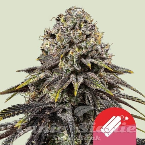 Nasiona Marihuany Dynamite Diesel - ROYAL QUEEN SEEDS