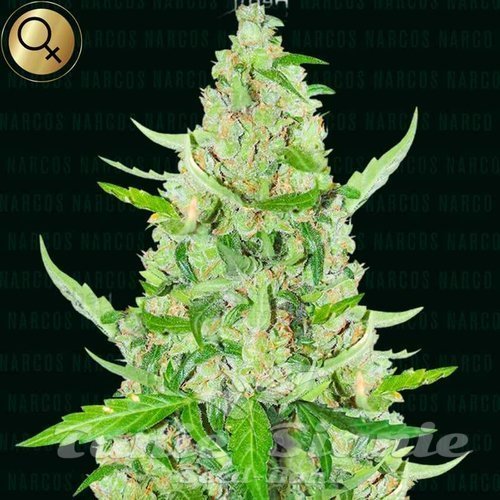 El Limon - NARCOS SEEDS