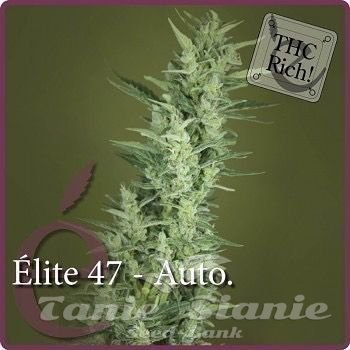 Nasiona Marihuany Elite 47 Auto - ELITE SEEDS