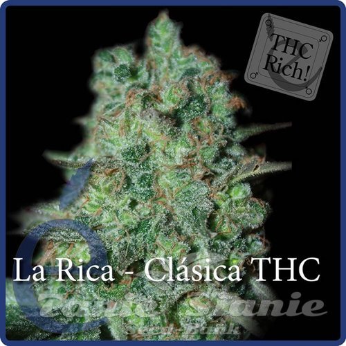 Nasiona Marihuany La Rica Clásica THC - ELITE SEEDS