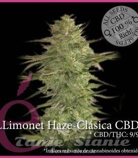 Nasiona Marihuany Llimonet Haze Clásica CBD - ELITE SEEDS