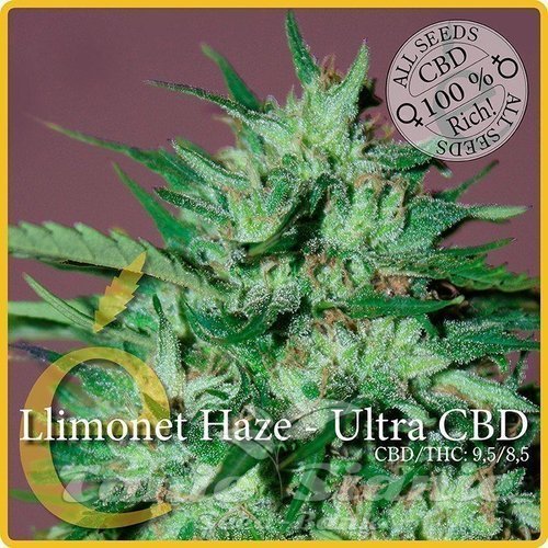Nasiona Marihuany Llimonet Haze Ultra CBD - ELITE SEEDS