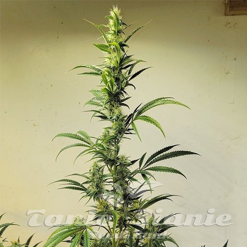 Ethos Haze IBL - ETHOS GENETICS