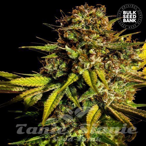 Nasiona Marihuany Extra Mintz - BULK SEED BANK