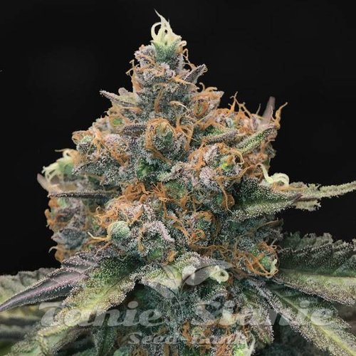 Fat Bastard Auto