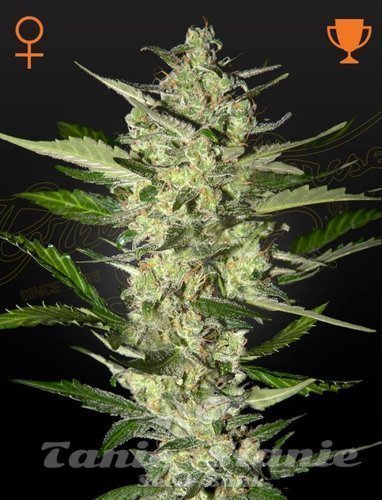 Nasiona Marihuany Flowerbomb Kush - STRAIN HUNTERS