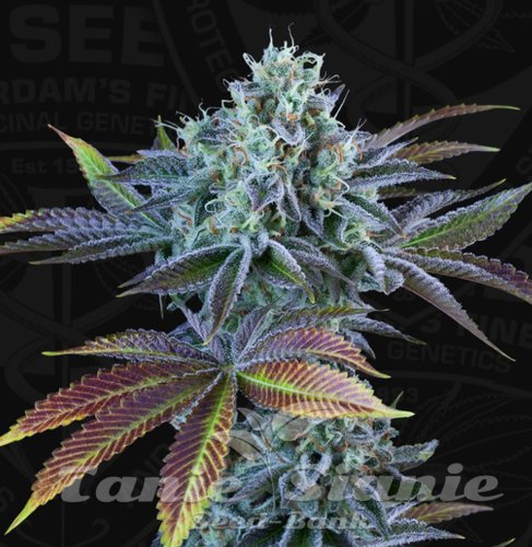 Nasiona Marihuany French Cookies Auto - T.H. SEEDS