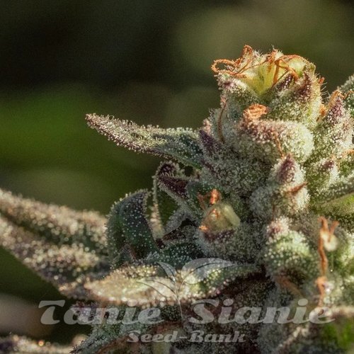 Fuegisima Fast - ATLAS SEEDS