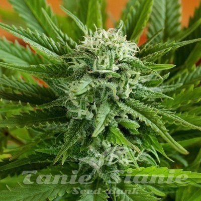 Nasiona Marihuany Auto Pineapple Express - G13 LABS