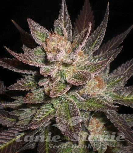 Nasiona Marihuany Purple Haze - G13 LABS