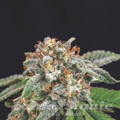 Nasiona Marihuany Galaxy x Runtz - PYRAMID SEEDS