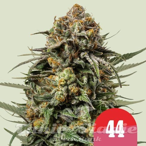 Nasiona Marihuany Gelato 44 - ROYAL QUEEN SEEDS X TYSON 2.0