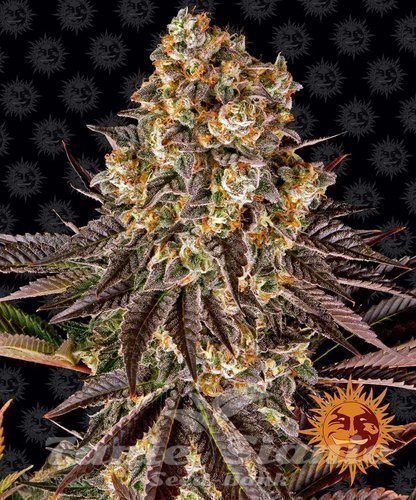 Nasiona Marihuany Gelato #45 - BARNEY'S FARM