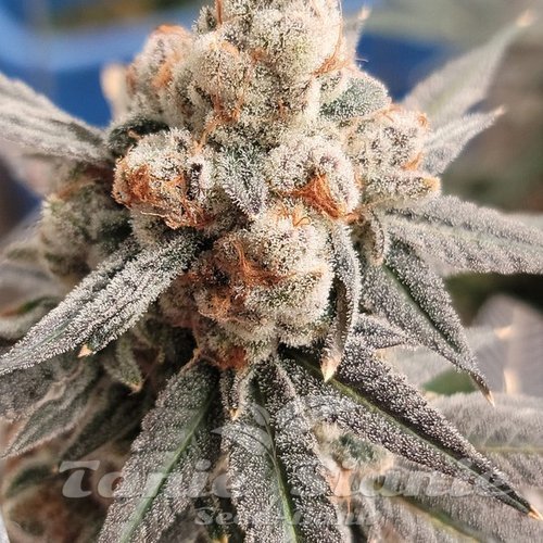 Gelato Punch - ELEV8 SEEDS