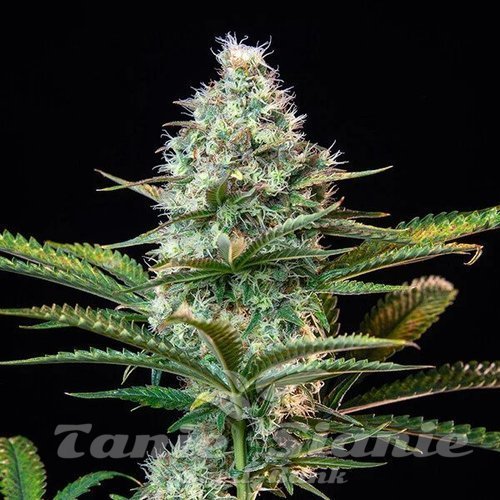 Gelato Zkittlez - BIOGENETIC