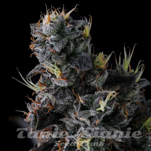 Giggin' Grapes - COMPOUND GENETICS