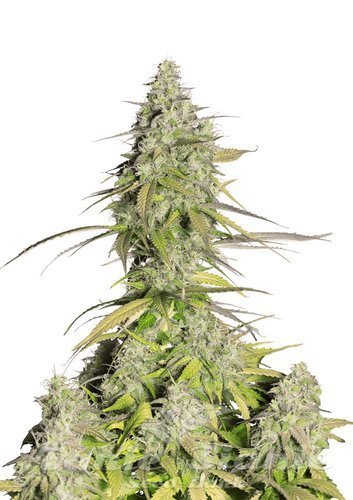 Nasiona Marihuany Girl Scout Cookies Auto - FASTBUDS