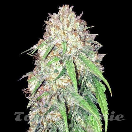 Girl Scout Cookies x Do-Si-Dos