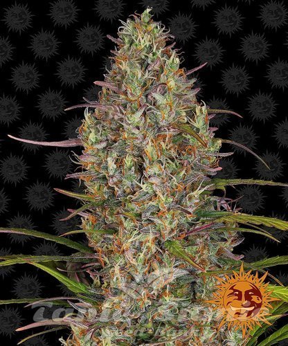 Nasiona Marihuany Glue Gelato Auto - BARNEY'S FARM